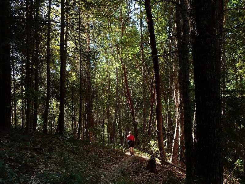 Through the forest shortly before No-See-Em Camp