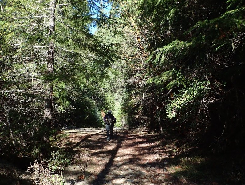 Just beyond the Road 1035 Trailhead