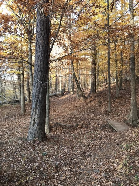 Loblolly Pine among the Beech trees