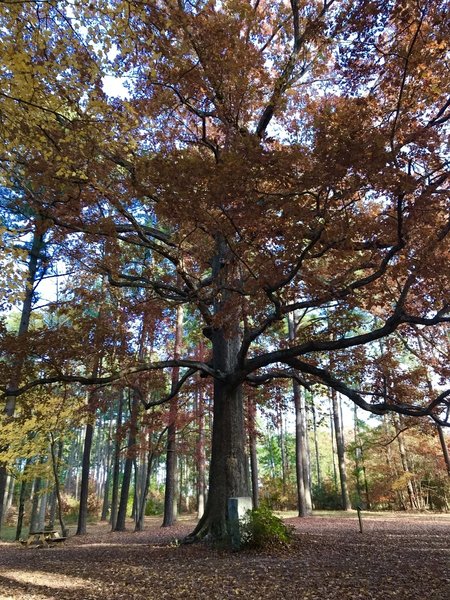 Majestic Red Oak with wide spread branches