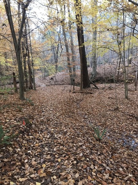 Late fall colors on the trail