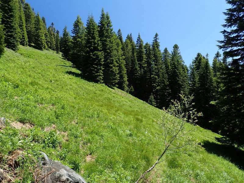 Lush meadow of the southeast side of Grayback Mountain