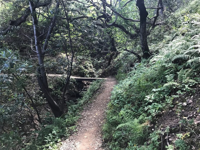 Surprisingly lush forest on the Eaton Trail