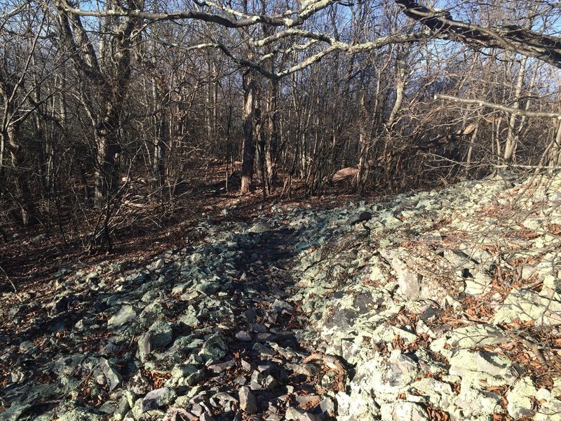 Some of the infamous VA rock fields can be found on the Furnace Mt trail.