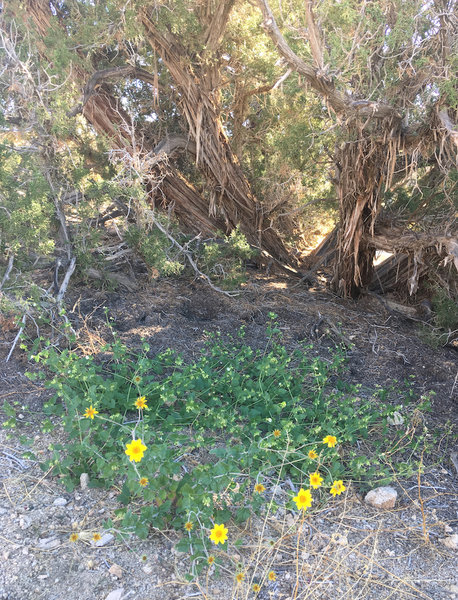 Flowering plant in the shade of a Juniper tree along Maze Loop trail.