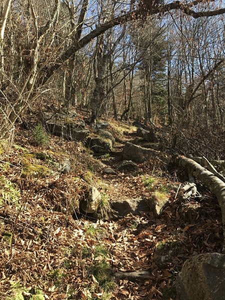 Trail covered in leaves in late November