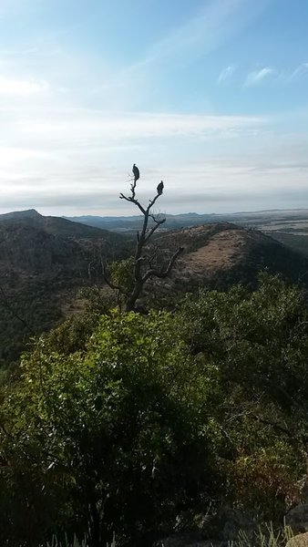 Buzzards on Mount Scott