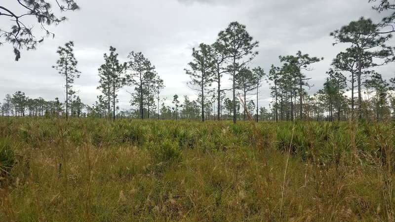 Typical scenery on the White Loop Trail