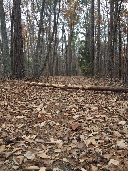 Surrounded by trees on this short trail.  The paved path gets covered with leaves in the fall, which can make it slippery.