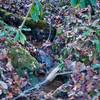 As the trail drops from the ridgeline, small creeks and washes begin to appear. Rhododendron, ferns, and other plans that prefer damp climates begin to appear.