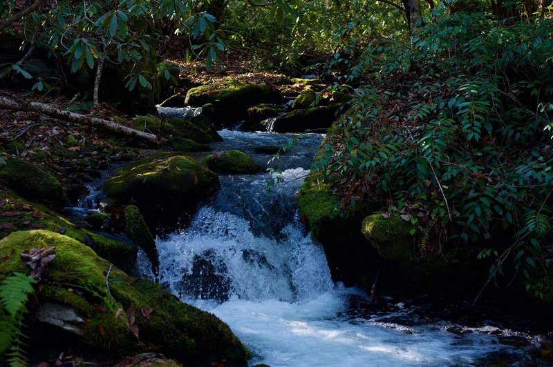 Mingus Creek runs alongside the trail, providing great opportunities to see small cascades as the creek makes its way down toward the Oconaluftee River.