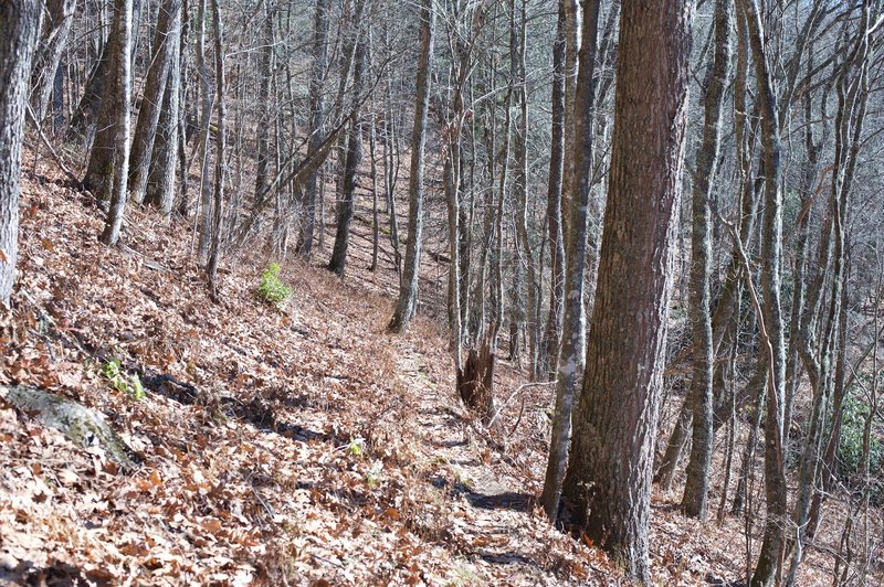 The Thomas Divide Trails can be narrow in places, so watch your step, especially in the fall when there are a lot of leaves on the floor.