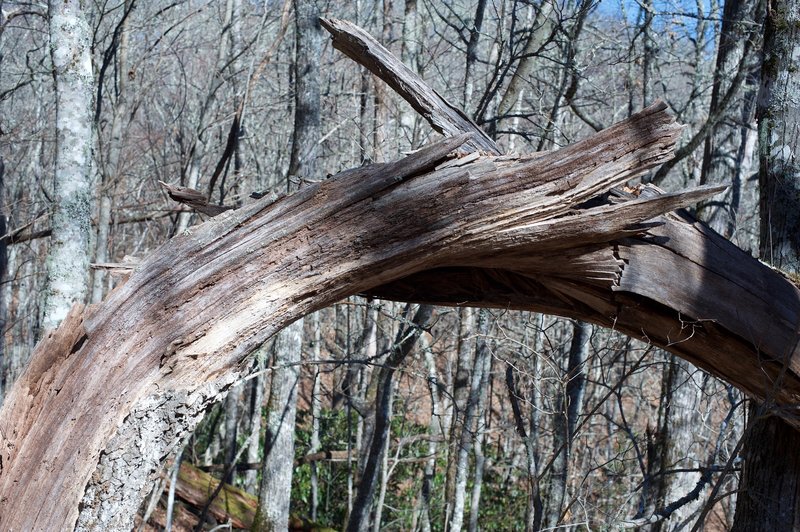 Winds can move fast through the Smokies.  Here, a tree appears shows the effects the wind can have on trees along the ridgeline.