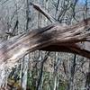 Winds can move fast through the Smokies.  Here, a tree appears shows the effects the wind can have on trees along the ridgeline.