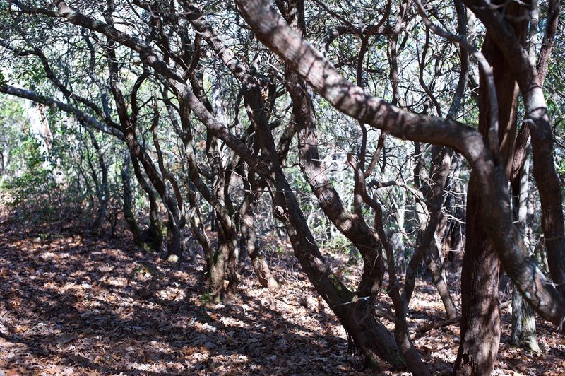 Rhododendron sit along the trail as it climbs higher.  The forest changes from a wet creek valley into a dry ridgeline the higher you climb.