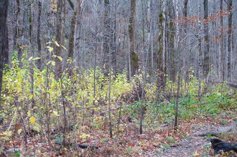 The forest recovers after the Chimney Fire came through the area in 2016.