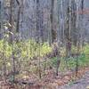 The forest recovers after the Chimney Fire came through the area in 2016.