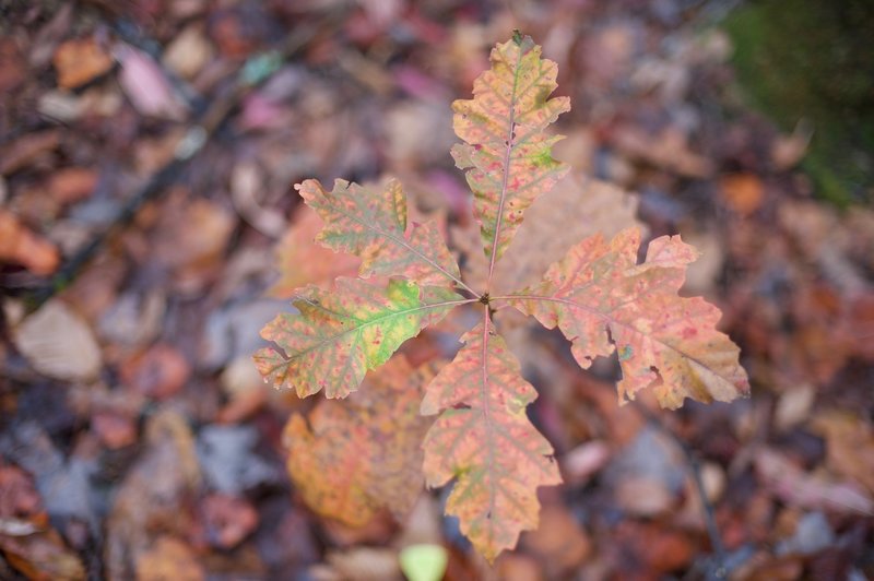 Leaves changing colors in the fall.   Fall in the smokies is great.