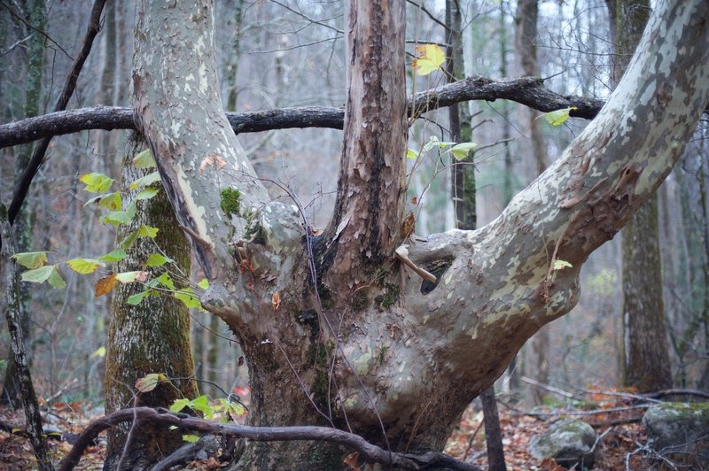 An old tree along the Twin Creeks Trail that looks like a 3 fingered hand.