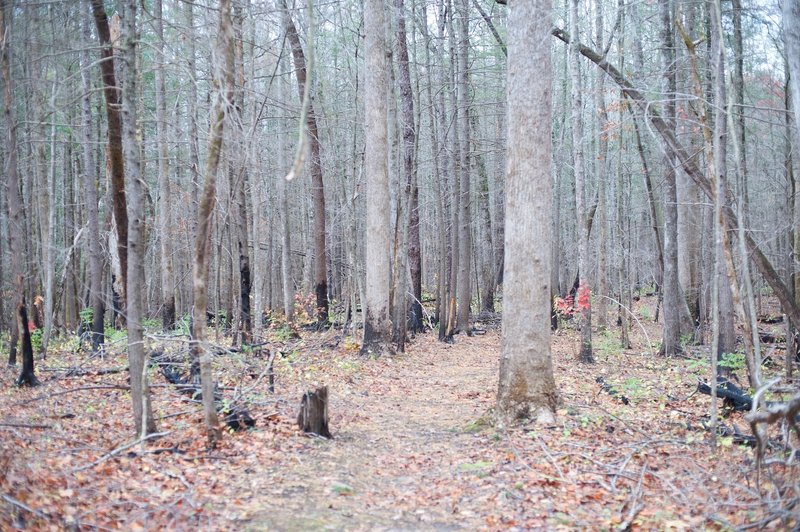 Evidence of the Chimney Fire can be seen along this trail.   The green on the forest floor is new growth as the forest begins to recover from the fire.