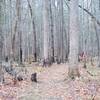 Evidence of the Chimney Fire can be seen along this trail.   The green on the forest floor is new growth as the forest begins to recover from the fire.