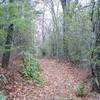 The trail as it makes its way through the woods.  The oak trees are large throughout the woods.