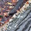 Moss, lichen, and mushrooms can be seen growing on downed trees throughout the area.