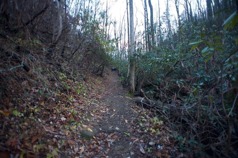 One of the steeper sections of the trail that climbs away from the falls back up toward the ridge.