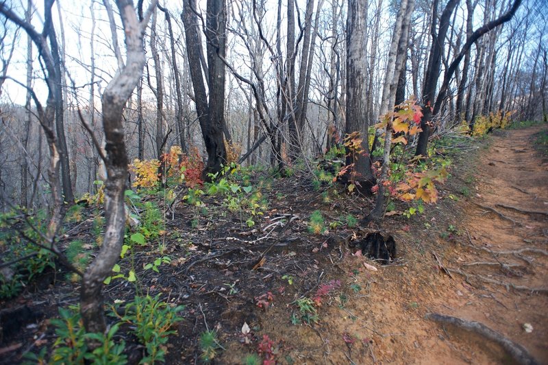 The trail runs along a section of forest burnt by the Chimney Fire in 2016. Its easy to see the new growth amongst the damaged trees.