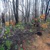 The trail runs along a section of forest burnt by the Chimney Fire in 2016. Its easy to see the new growth amongst the damaged trees.