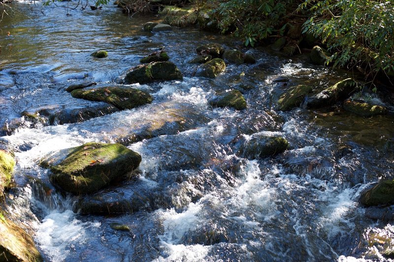 Three creek crossings via logs and rocks await you on this trail.