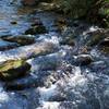 Three creek crossings via logs and rocks await you on this trail.