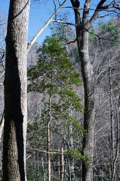 A tall holly bush sits off to the side of the trail.