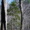 A tall holly bush sits off to the side of the trail.