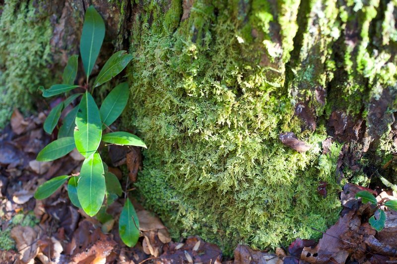 Moss and leaves surround the bottom of a tree.   The lower part of the trail is damp thanks to the creeks that run through the area, making it a suitable place for vegetation like this.