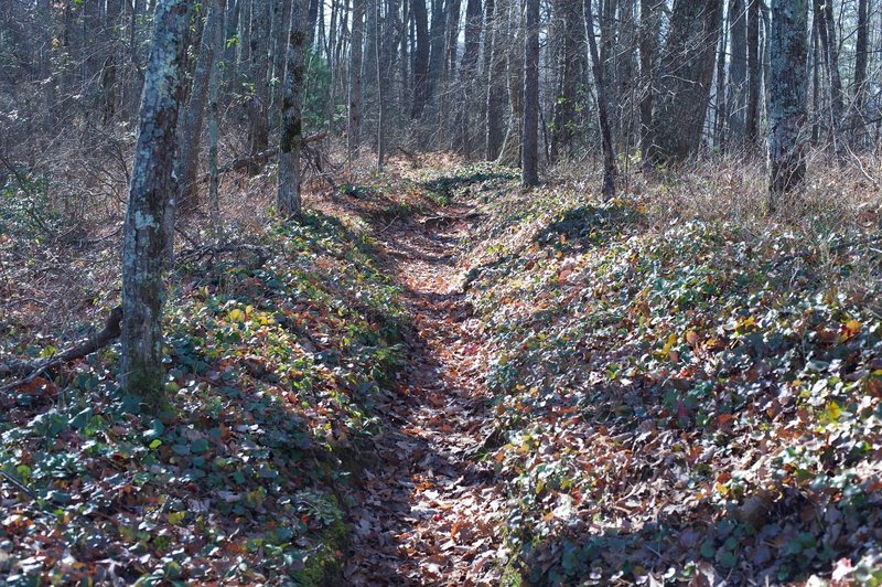 The trail narrows in places.   Fall brings a lot of fallen leaves, so watch your step as rocks and roots may be hiding underneath.