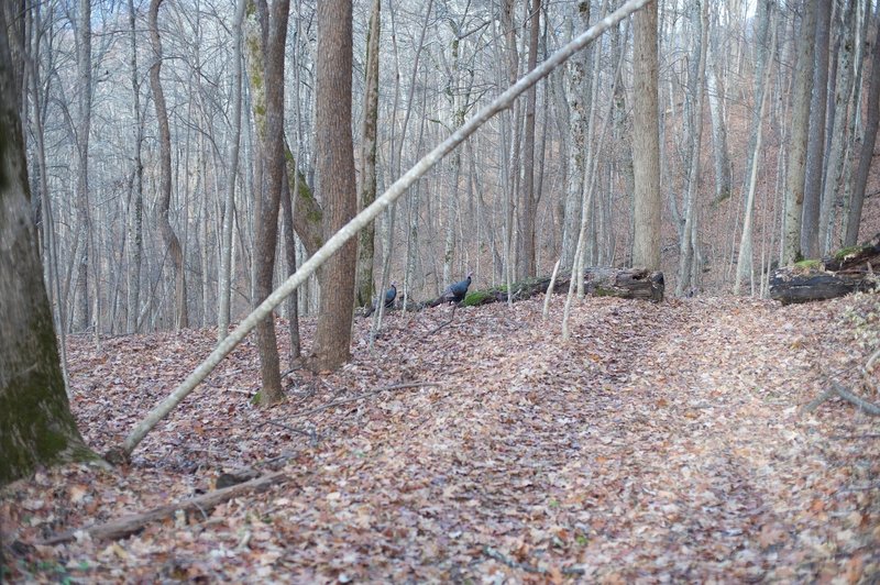 Turkeys scavenge for nuts in the fall along the trail.