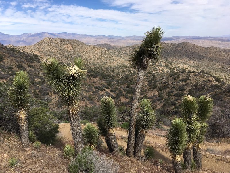 Joshua Tree