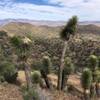 Joshua Tree