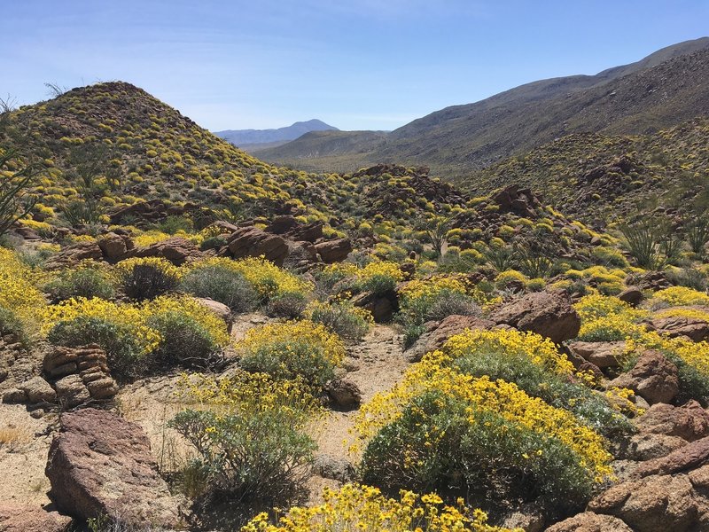 Anza Borrego