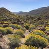 Anza Borrego