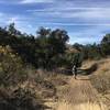 Willow, and Sycamore Trees along Telegraph Canyon Trail