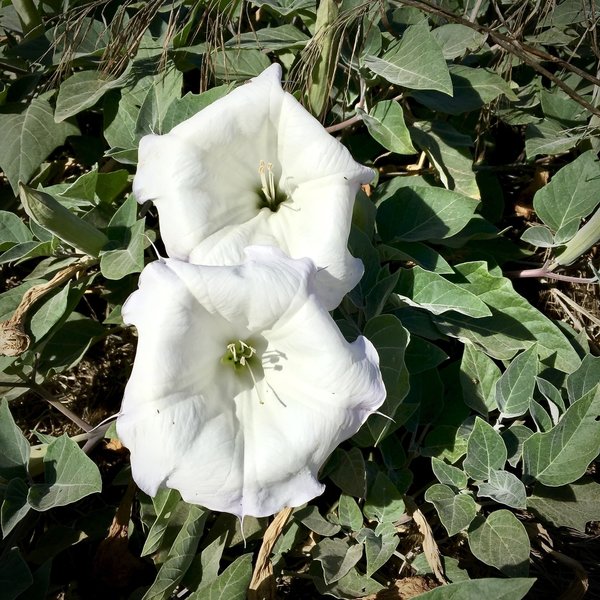 Florals along Telegraph Canyon Trail