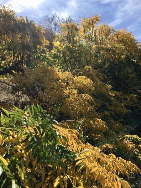 Florals along Telegraph Canyon Trail