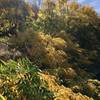 Florals along Telegraph Canyon Trail