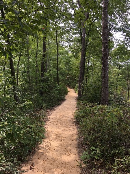 Sandy Singletrack on top of Auxier Ridge