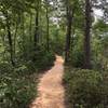 Sandy Singletrack on top of Auxier Ridge