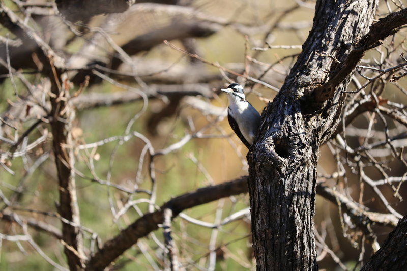 a beautiful woodpecker we met on the trail.