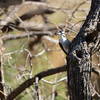 a beautiful woodpecker we met on the trail.