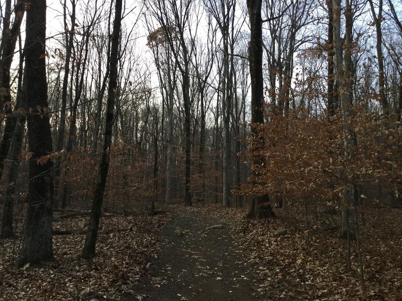 Late autumn through the forest